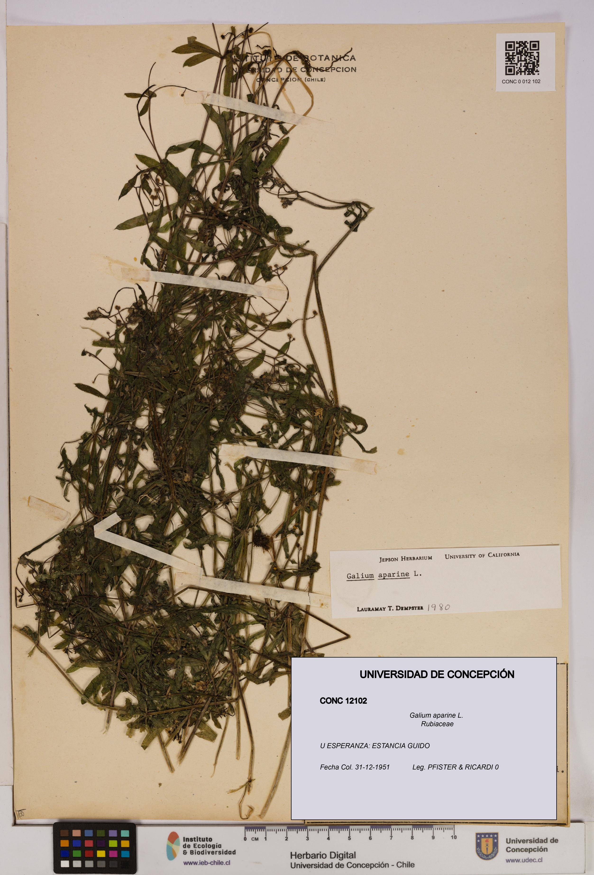 Galium aparine [Espécimen: UDEC:CONC:0012102]
