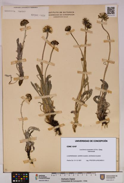 Leucheria suaveolens [Espécimen: UDEC:CONC:0012107]