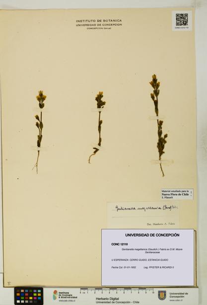 Gentianella magellanica [Espécimen: UDEC:CONC:0012110]