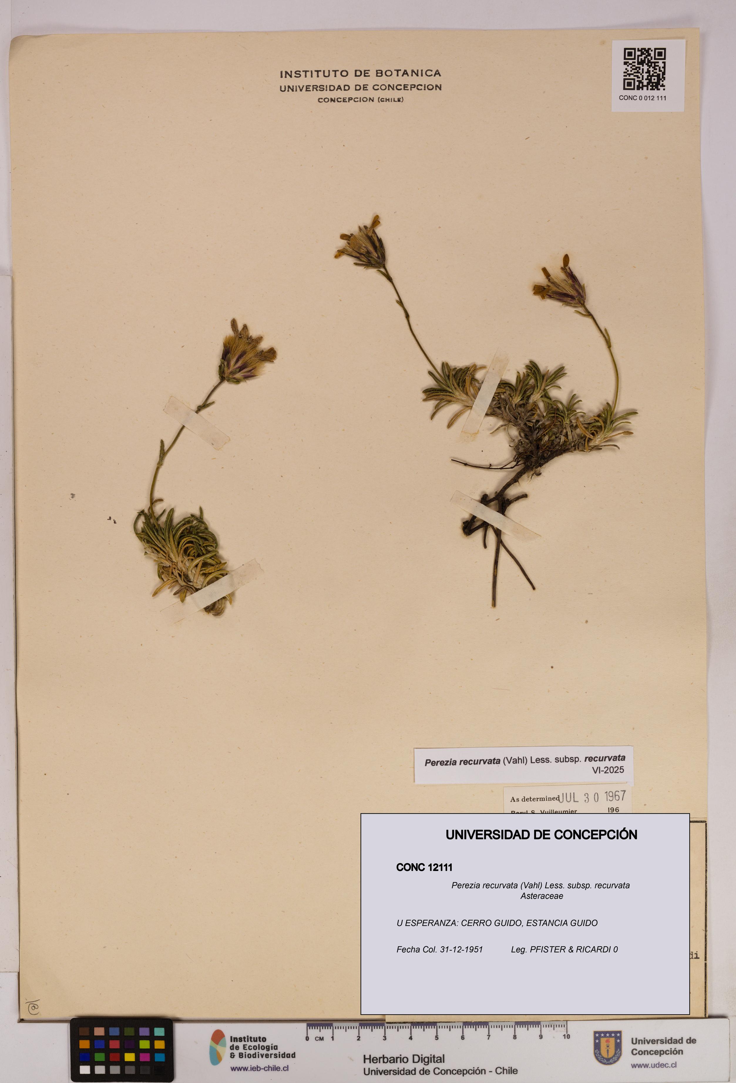 Perezia recurvata subsp. recurvata [Espécimen: UDEC:CONC:0012111]
