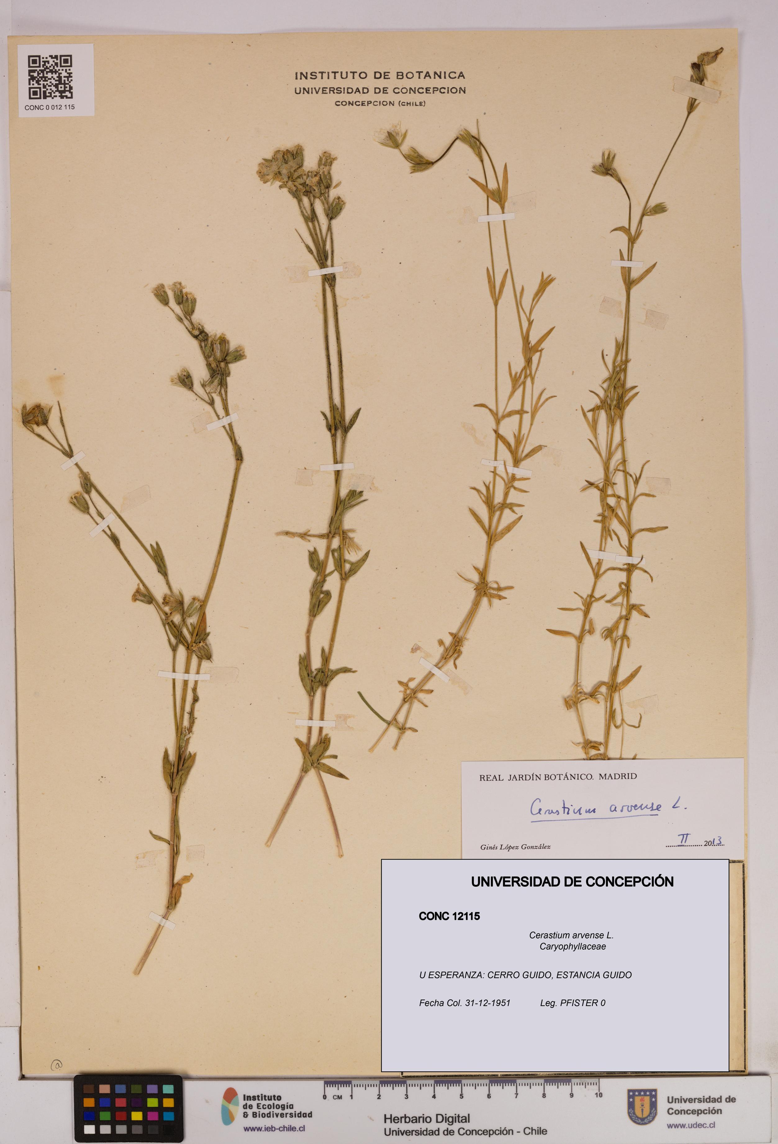 Cerastium arvense [Espécimen: UDEC:CONC:0012115]