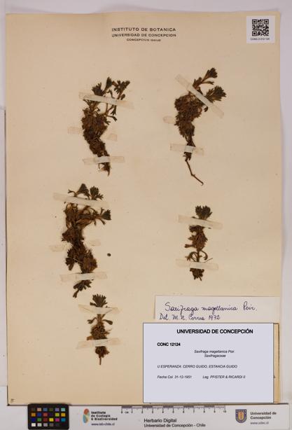 Saxifraga magellanica [Espécimen: UDEC:CONC:0012124]