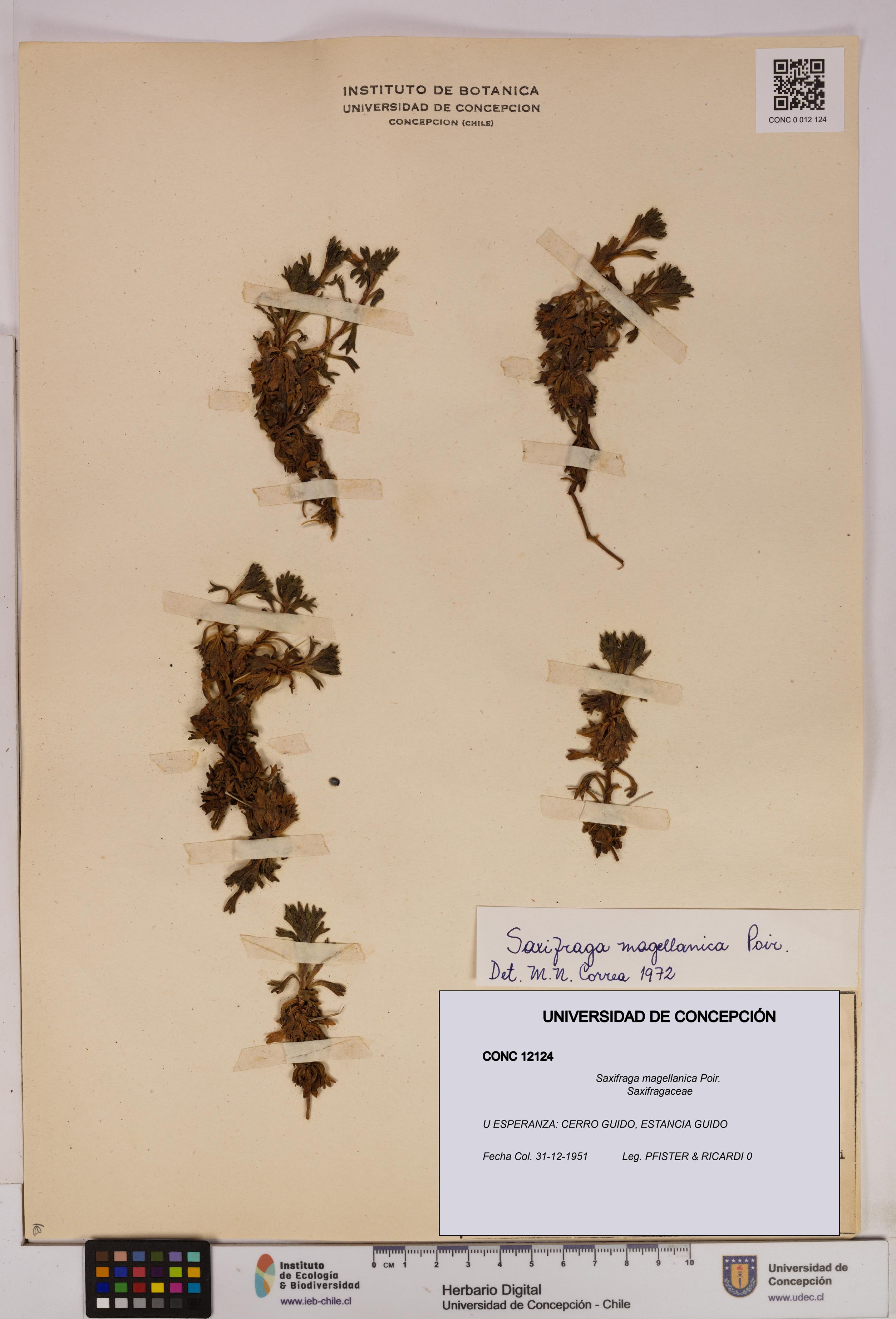 Saxifraga magellanica [Espécimen: UDEC:CONC:0012124]