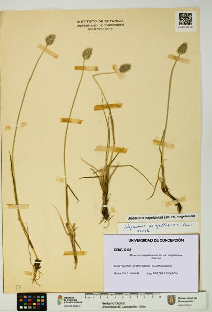 Alopecurus magellanicus var. magellanicus [Espécimen: UDEC:CONC:0012132]
