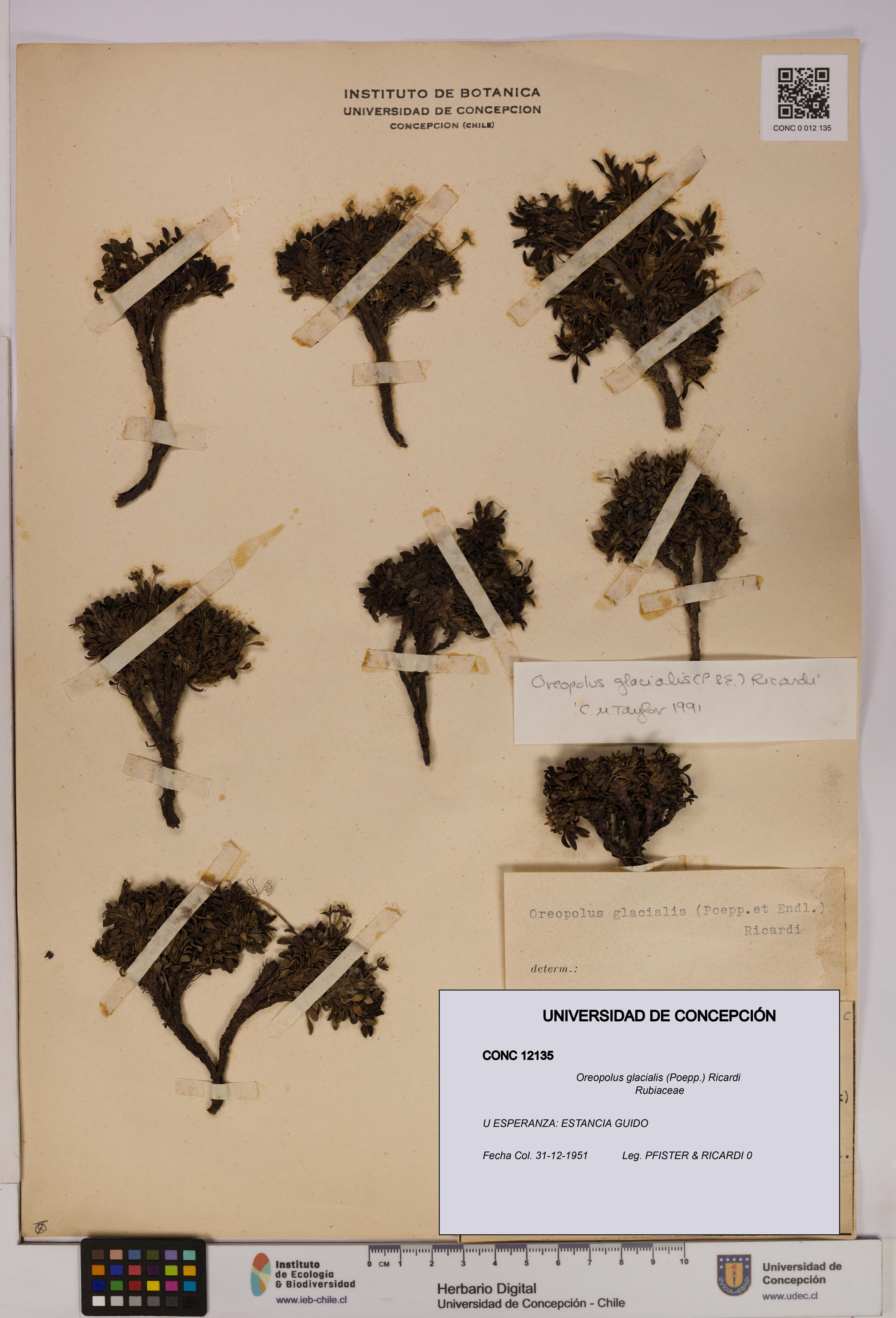 Oreopolus glacialis [Espécimen: UDEC:CONC:0012135]