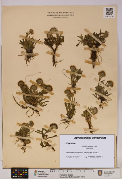 Erigeron myosotis [Espécimen: UDEC:CONC:0012140]