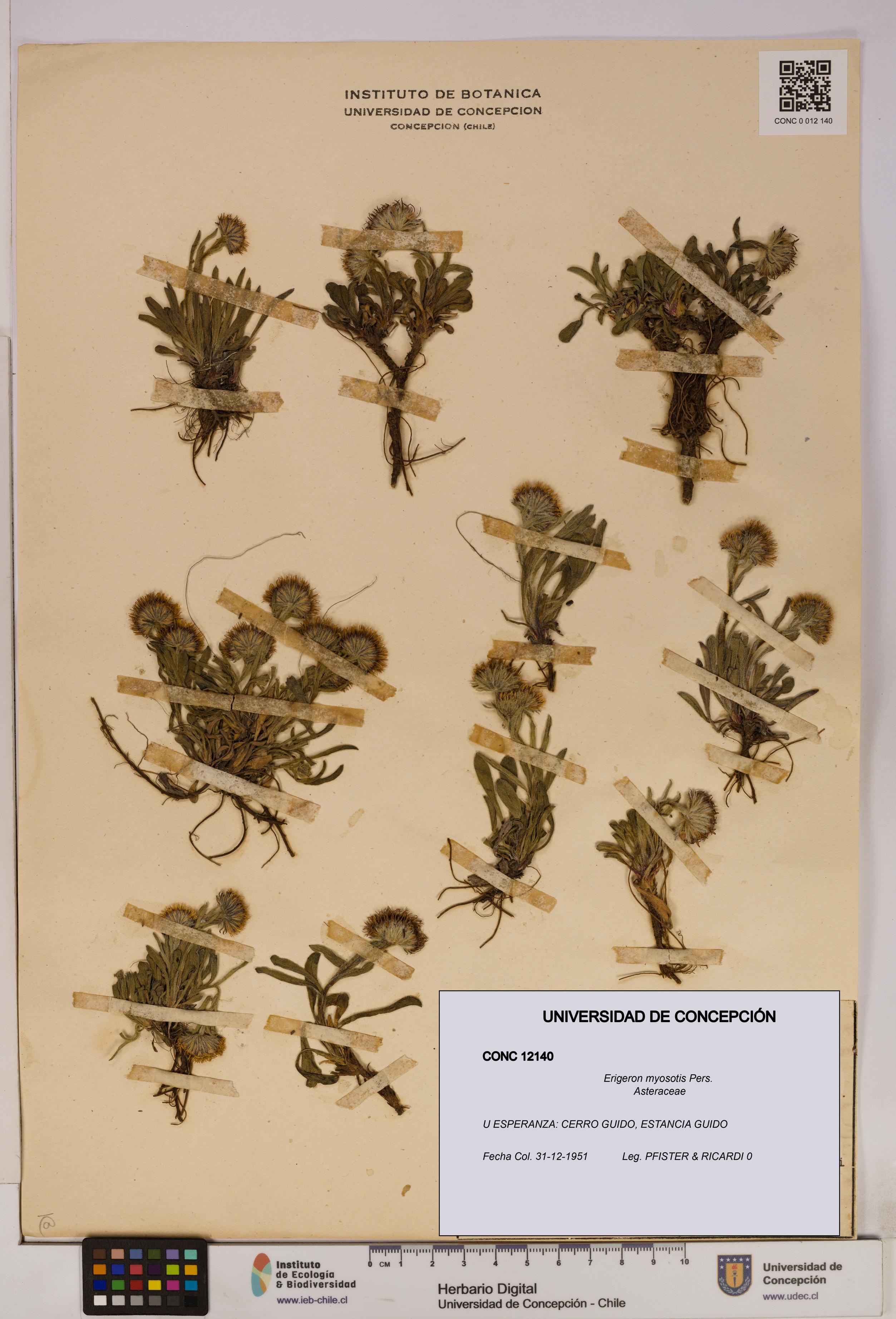 Erigeron myosotis [Espécimen: UDEC:CONC:0012140]