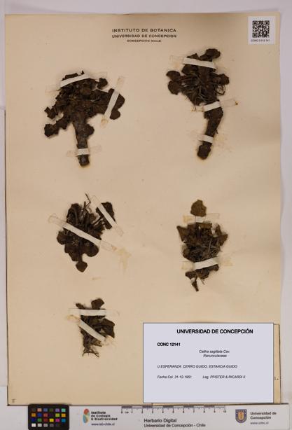 Caltha sagittata [Espécimen: UDEC:CONC:0012141]