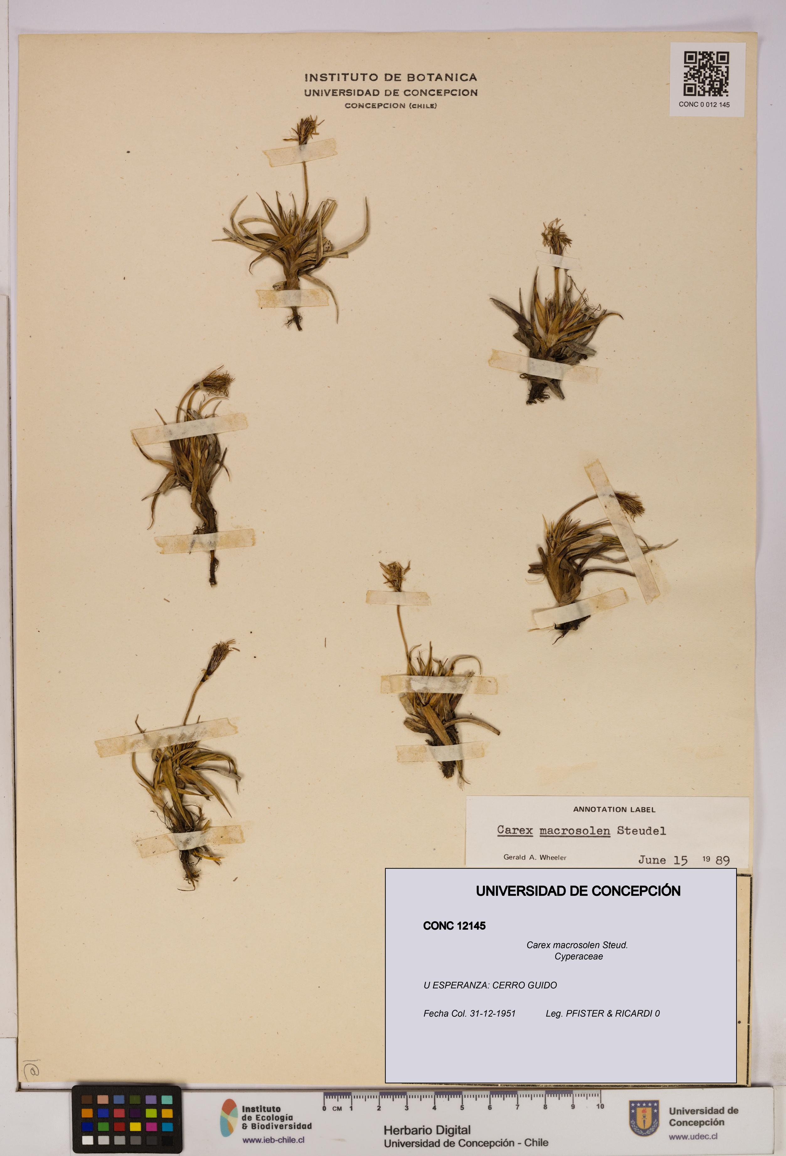 Carex macrosolen [Espécimen: UDEC:CONC:0012145]