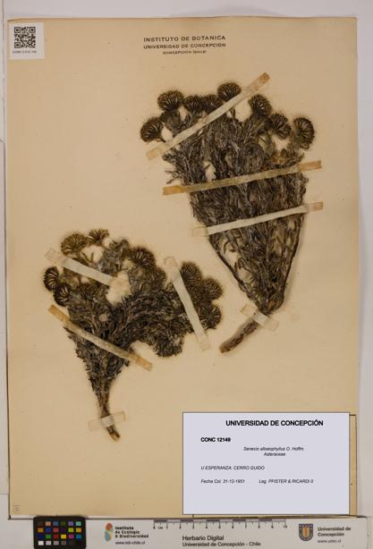 Senecio alloeophyllus [Espécimen: UDEC:CONC:0012149]