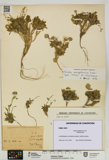 Draba magellanica [Espécimen: UDEC:CONC:0012151]
