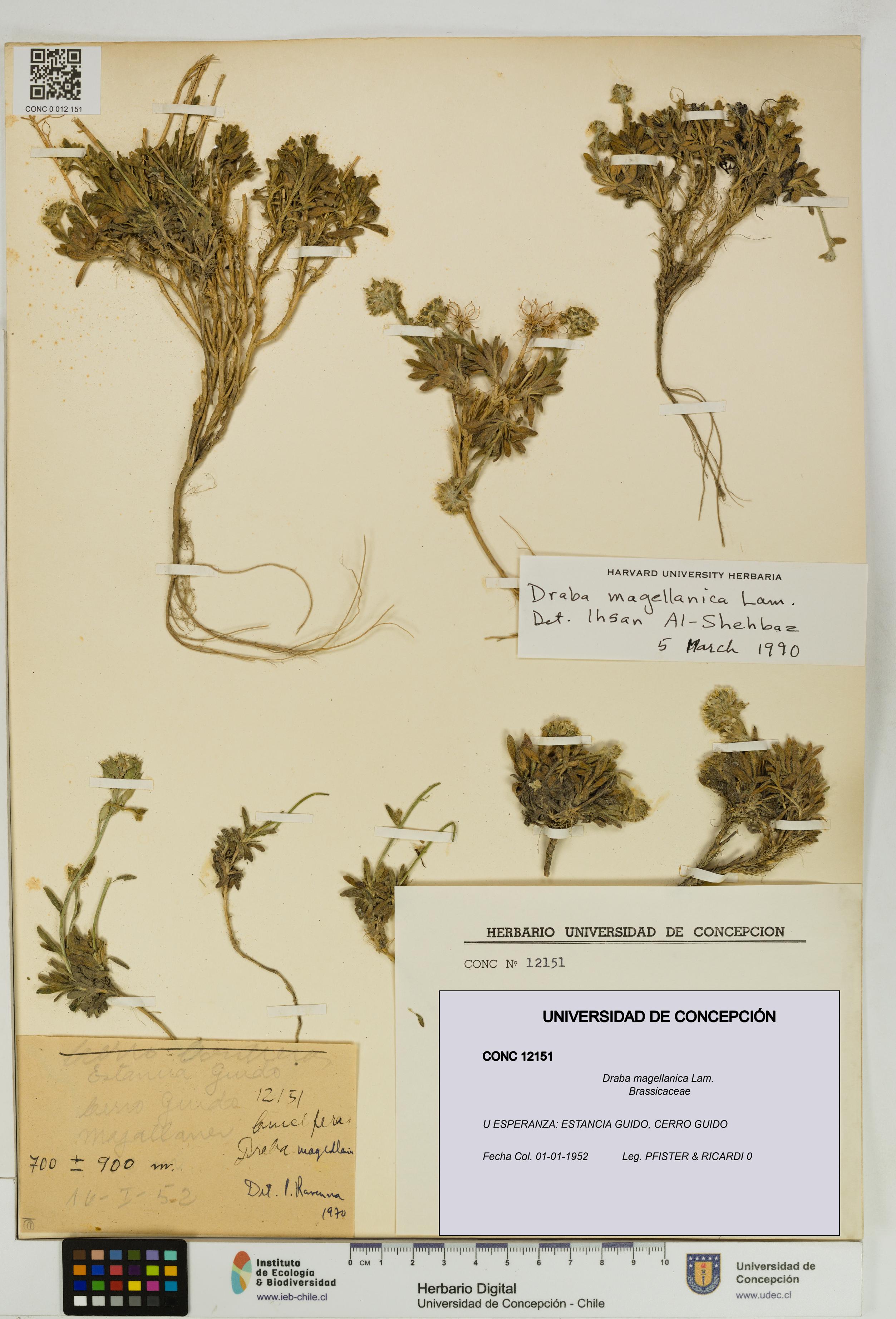 Draba magellanica [Espécimen: UDEC:CONC:0012151]