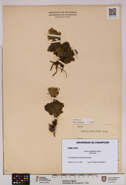 Perezia megalantha [Espécimen: UDEC:CONC:0012157]