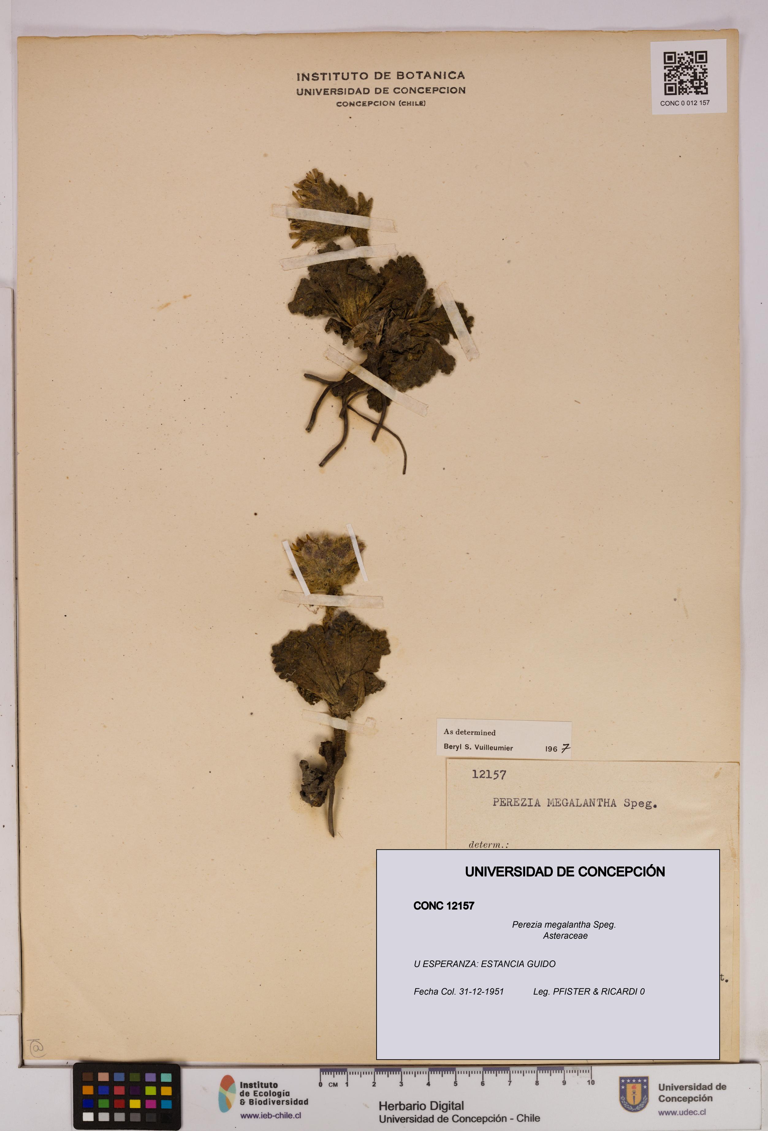 Perezia megalantha [Espécimen: UDEC:CONC:0012157]