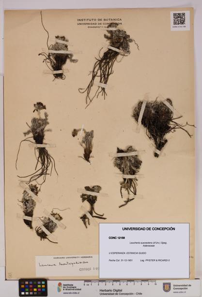 Leucheria suaveolens [Espécimen: UDEC:CONC:0012158]