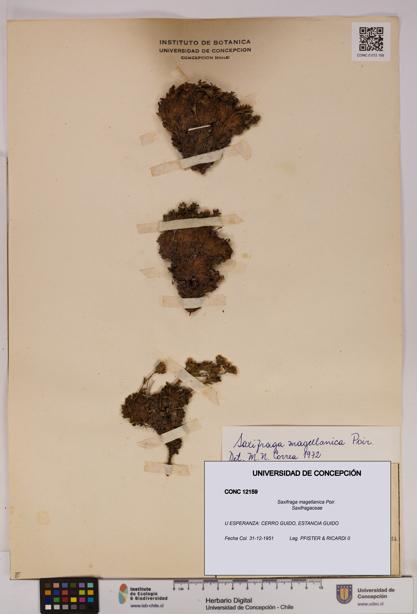 Saxifraga magellanica [Espécimen: UDEC:CONC:0012159]