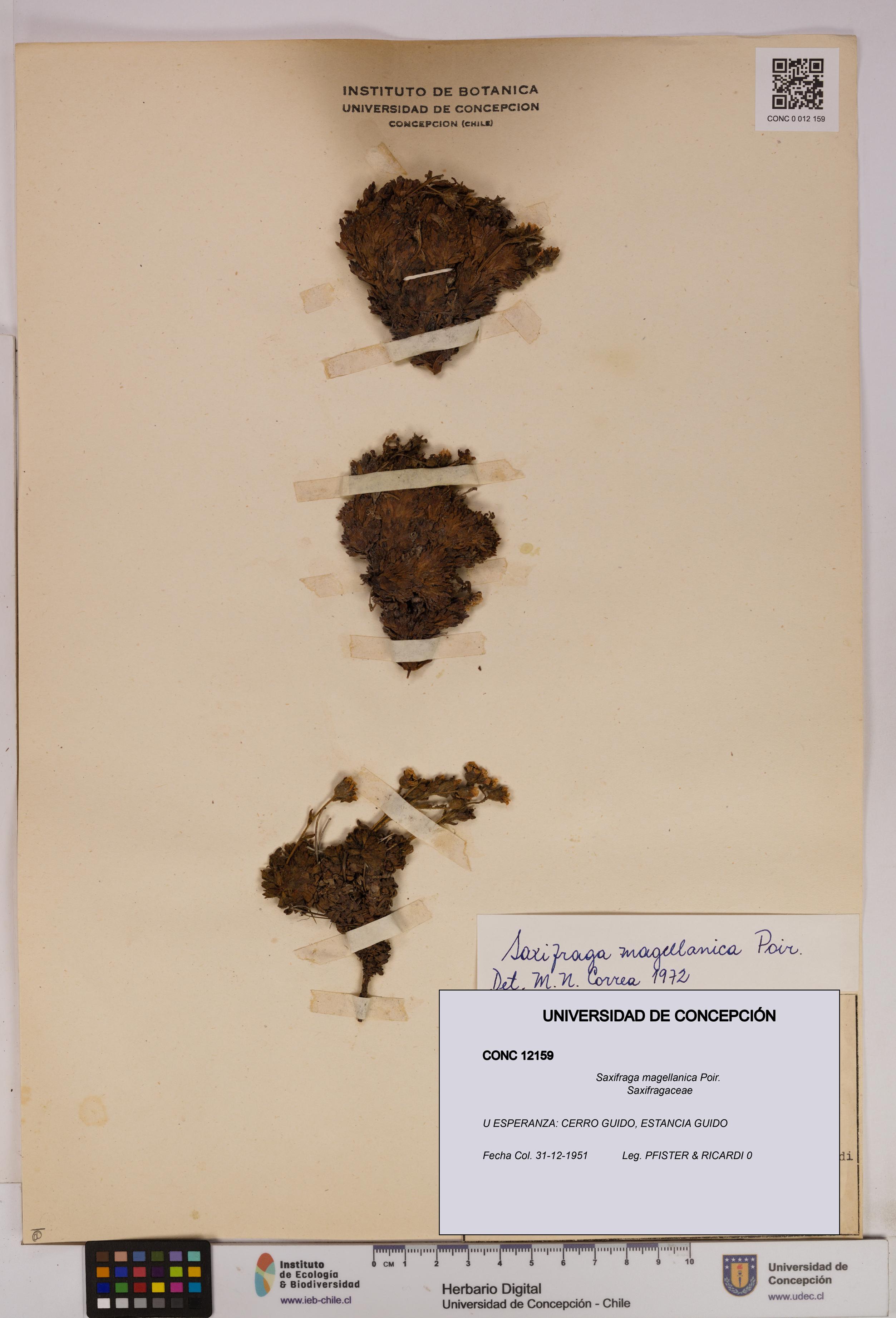 Saxifraga magellanica [Espécimen: UDEC:CONC:0012159]