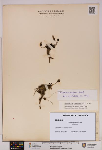 Calandrinia fuegiana [Espécimen: UDEC:CONC:0012163]