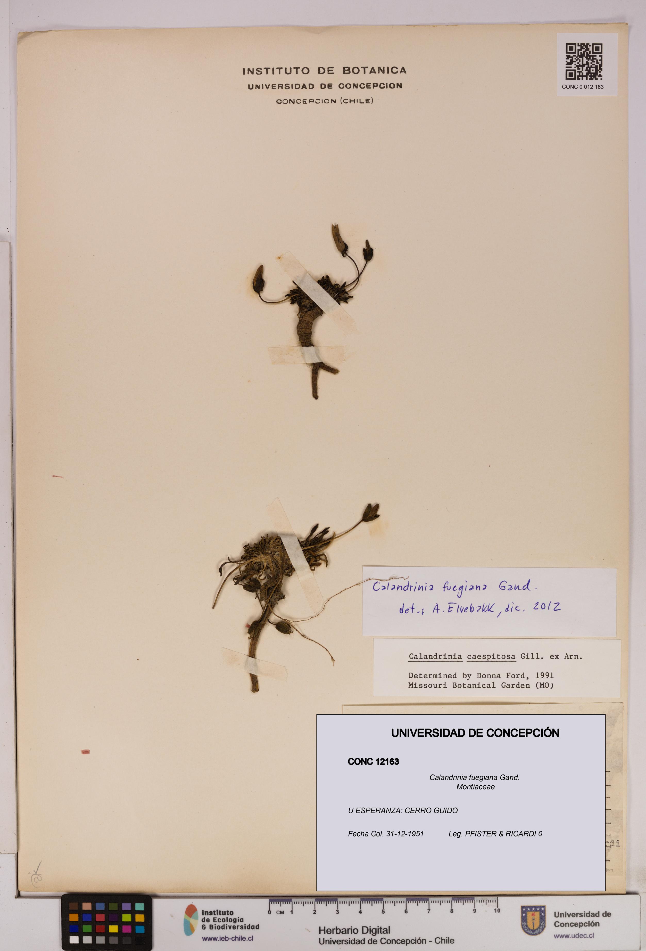 Calandrinia fuegiana [Espécimen: UDEC:CONC:0012163]