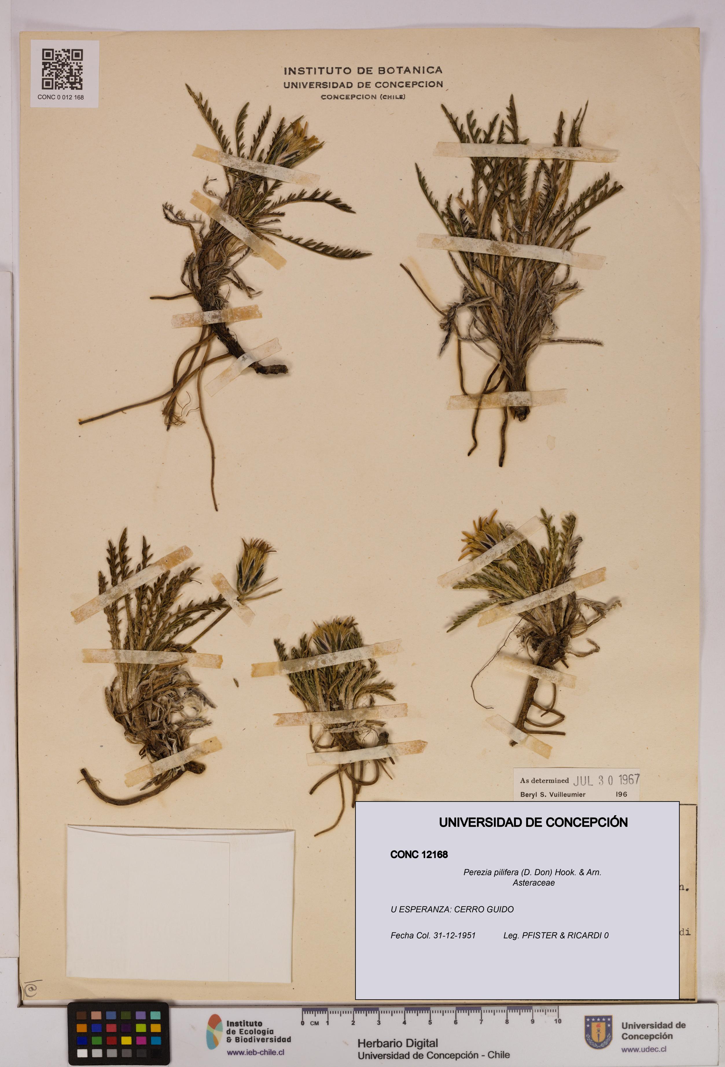 Perezia pilifera [Espécimen: UDEC:CONC:0012168]