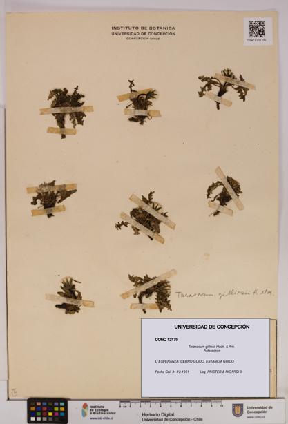 Taraxacum gilliesii [Espécimen: UDEC:CONC:0012170]