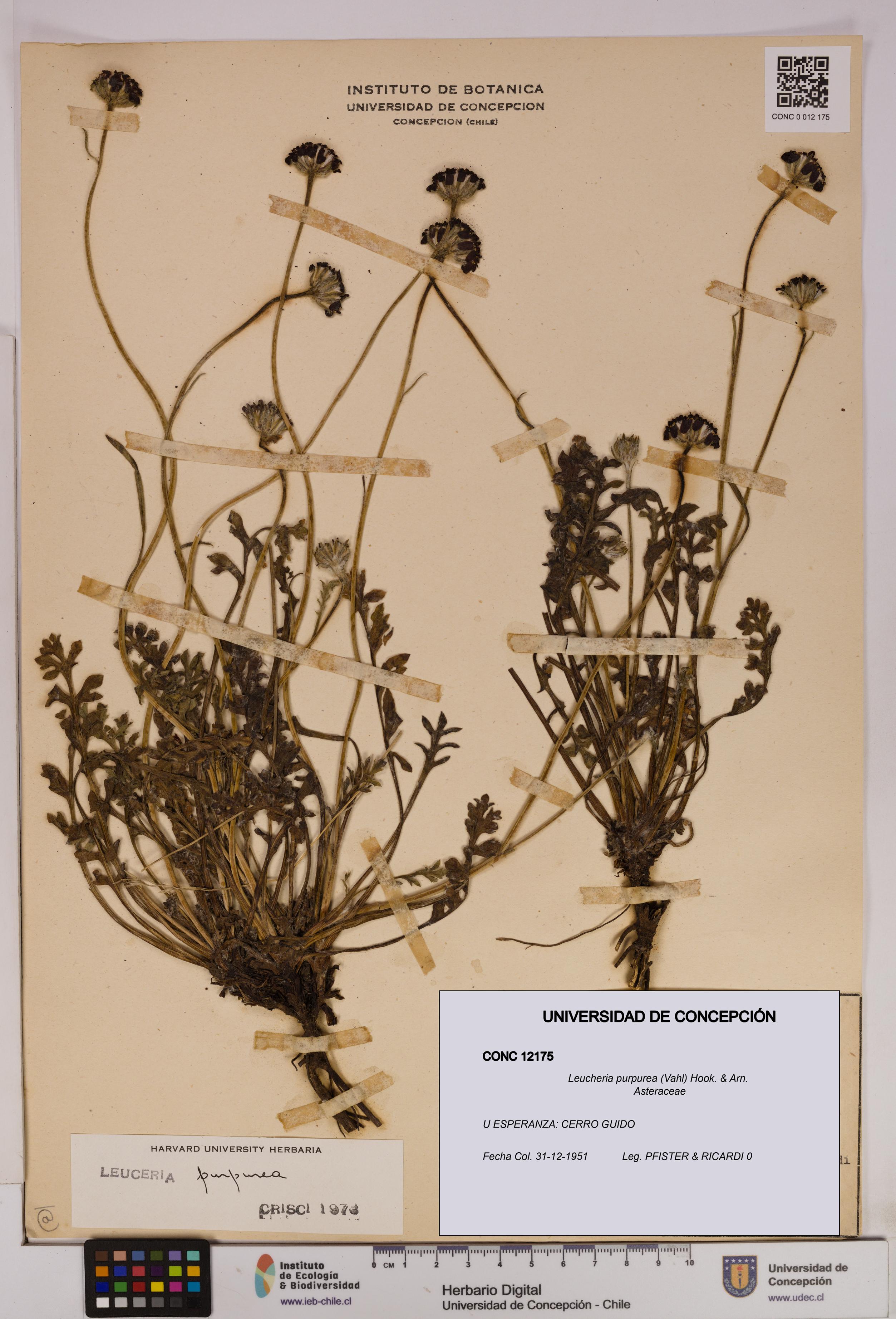 Leucheria purpurea [Espécimen: UDEC:CONC:0012175]
