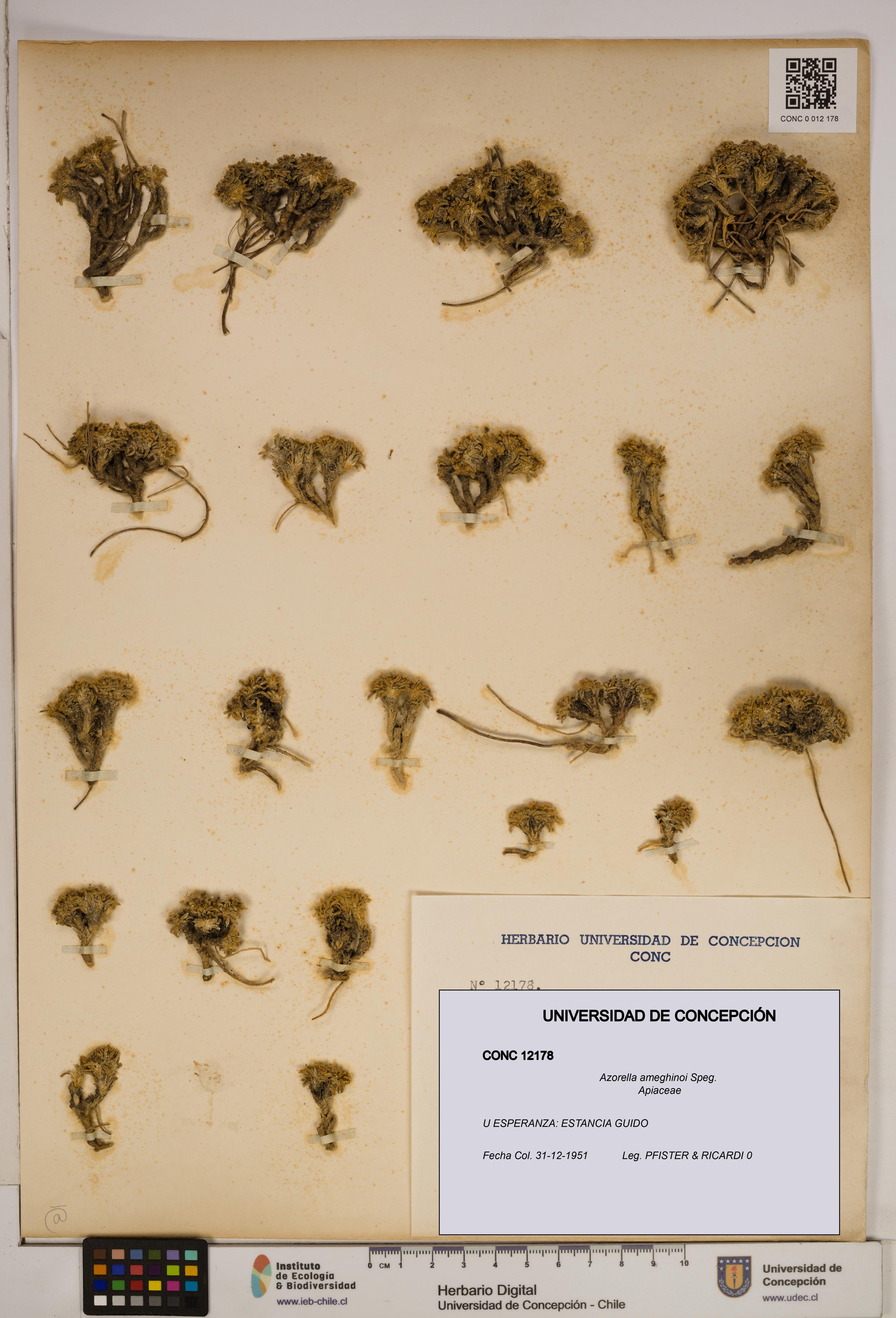 Azorella ameghinoi [Espécimen: ]