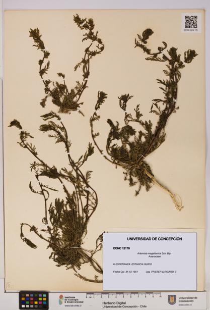 Artemisia magellanica [Espécimen: UDEC:CONC:0012179]