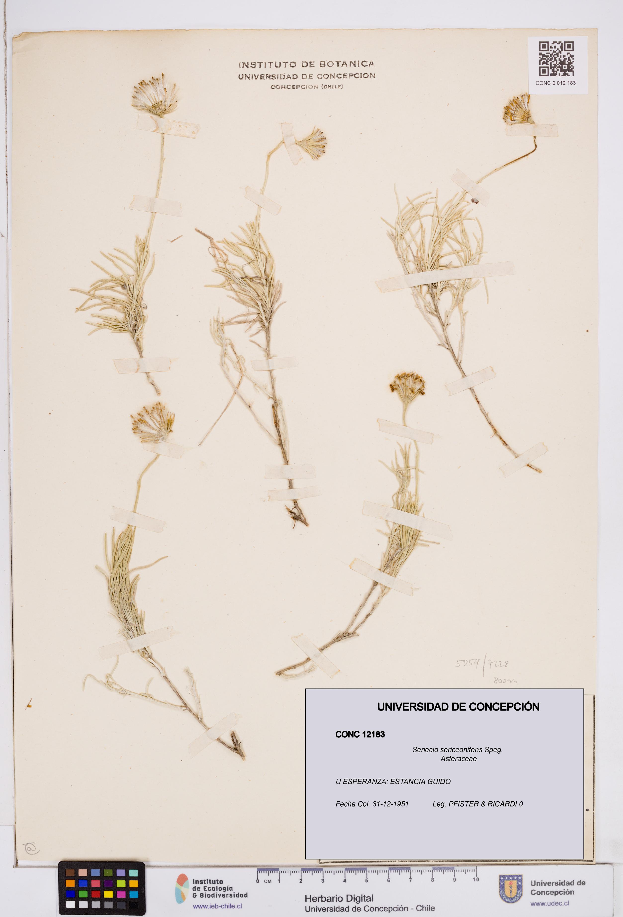 Senecio sericeonitens [Espécimen: ]