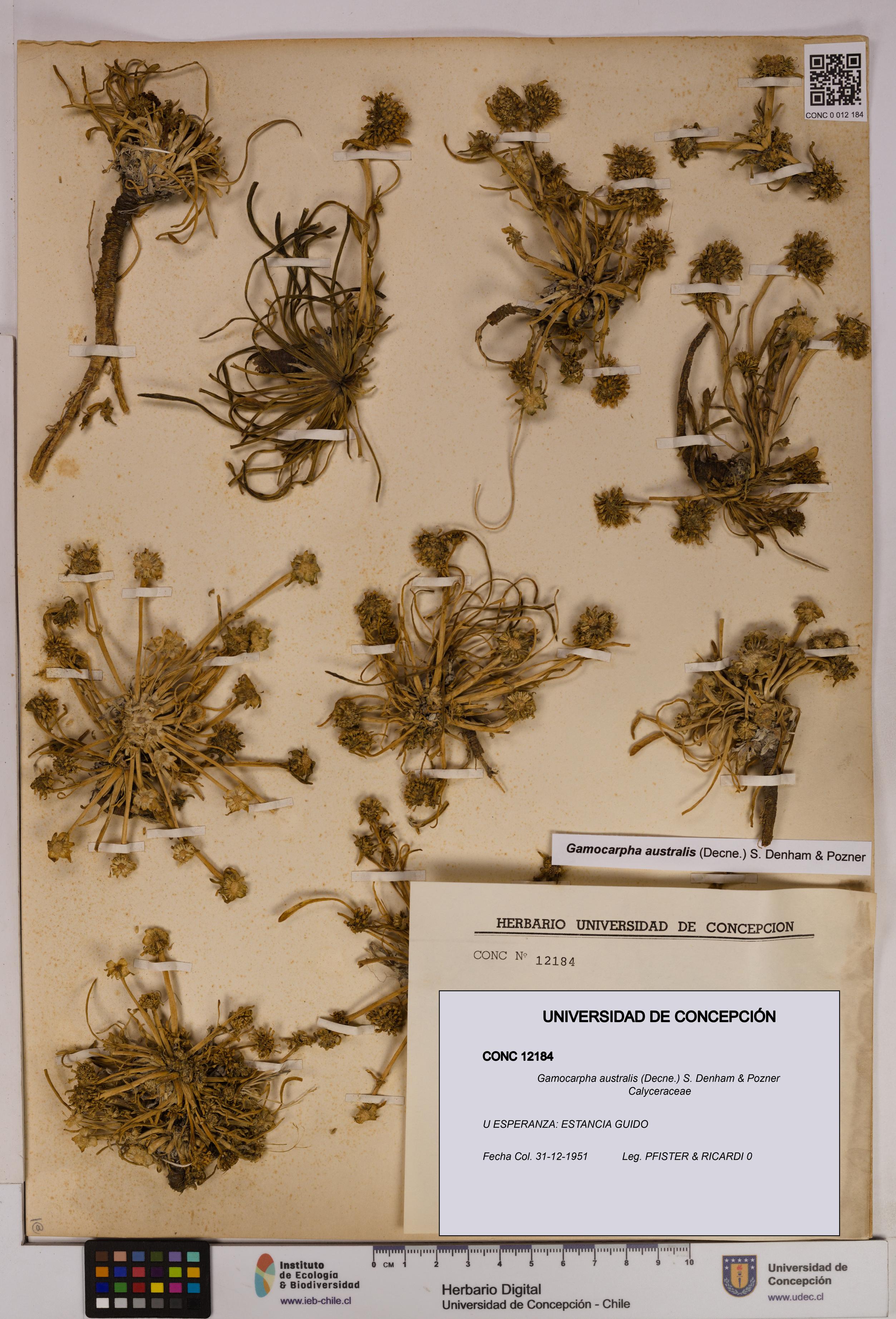 Gamocarpha australis [Espécimen: UDEC:CONC:0012184]