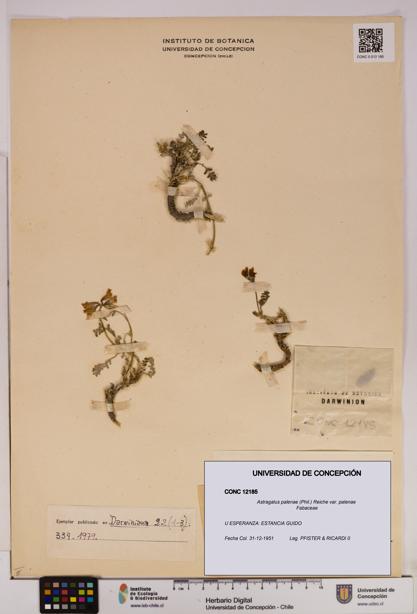 Astragalus palenae var. palenae [Espécimen: UDEC:CONC:0012185]