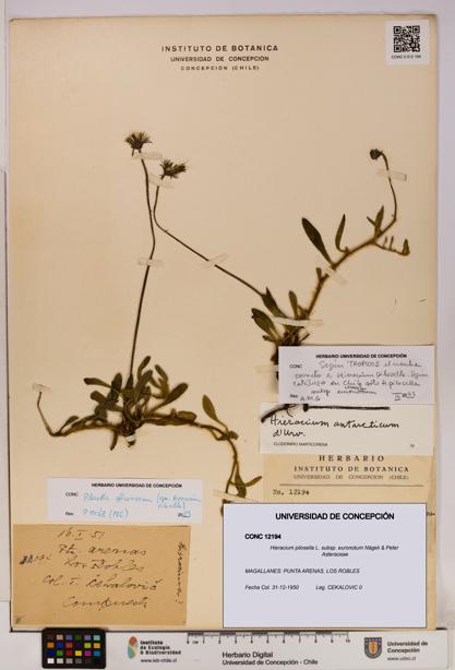 Hieracium pilosella [Espécimen: UDEC:CONC:0012194]