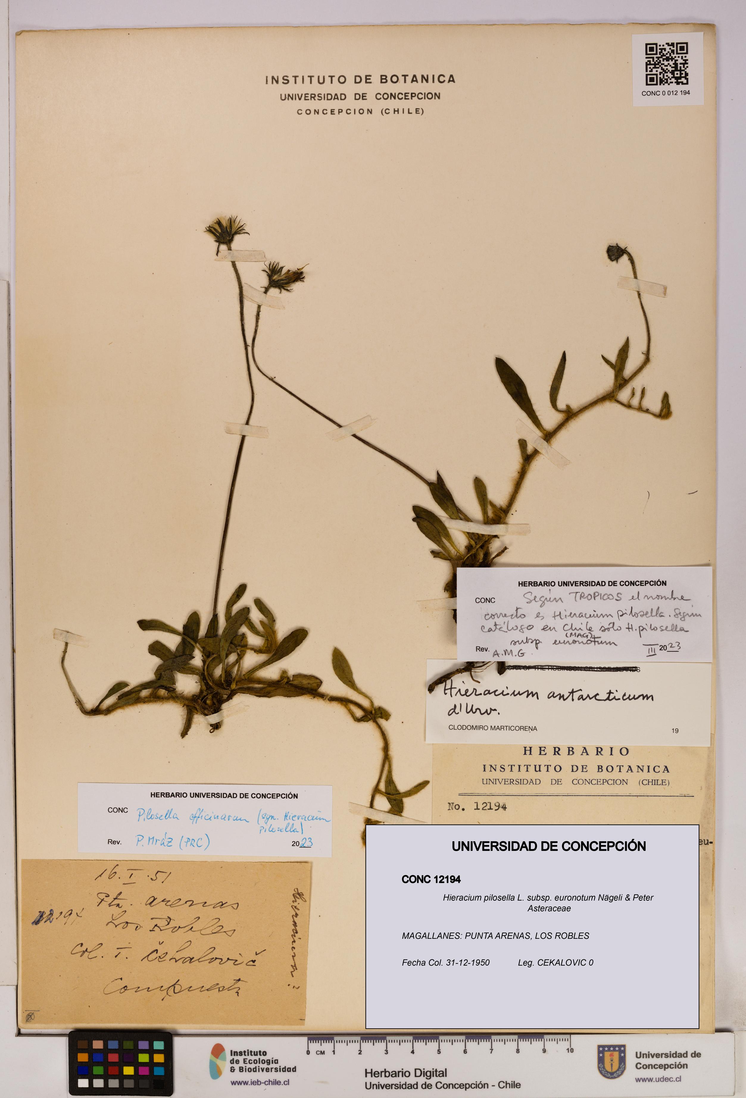 Hieracium pilosella [Espécimen: UDEC:CONC:0012194]