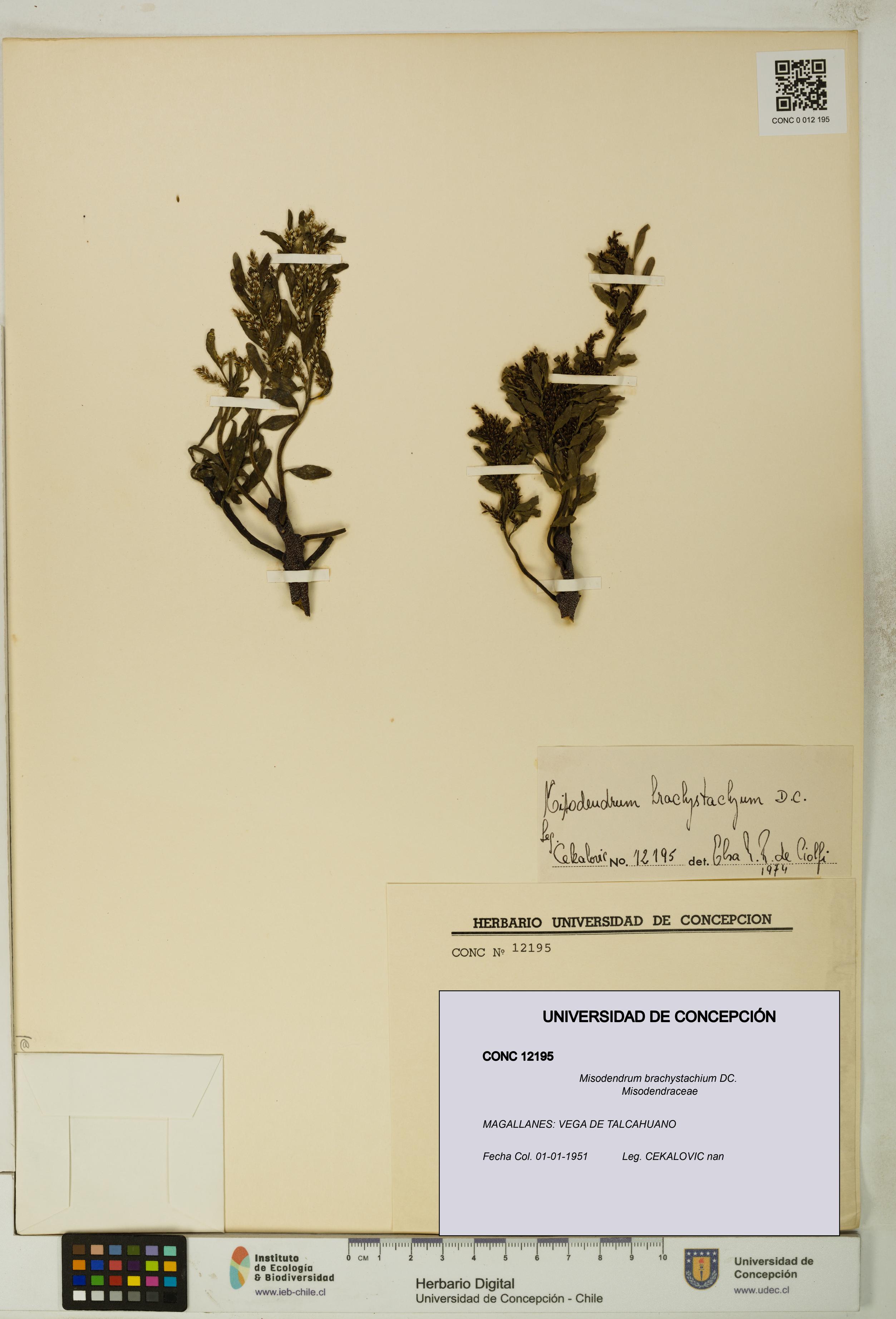 Misodendrum brachystachium [Espécimen: UDEC:CONC:0012195]