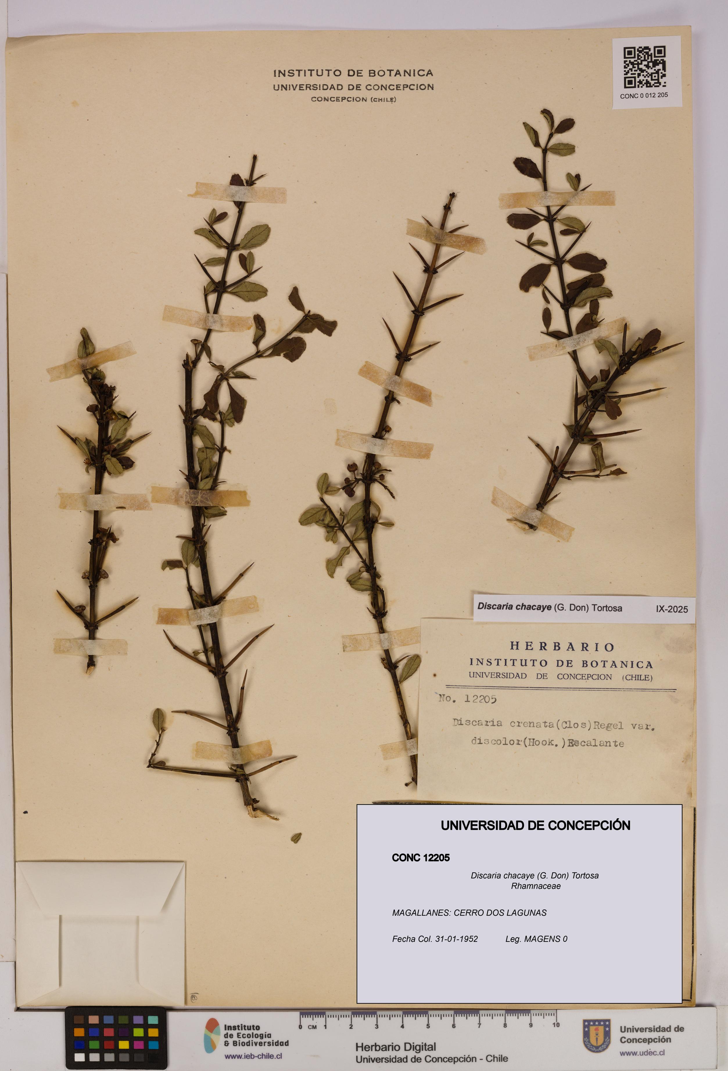 Discaria chacaye [Espécimen: UDEC:CONC:0012205]