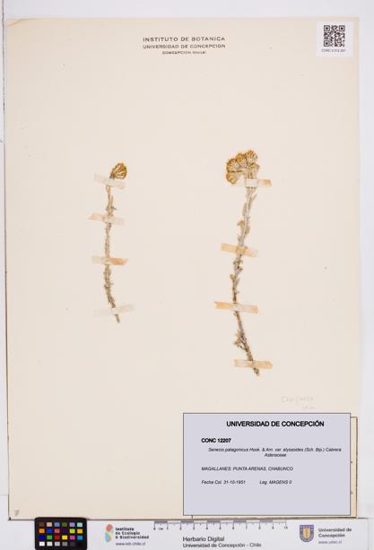 Senecio patagonicus var. alyssoides [Espécimen: ]