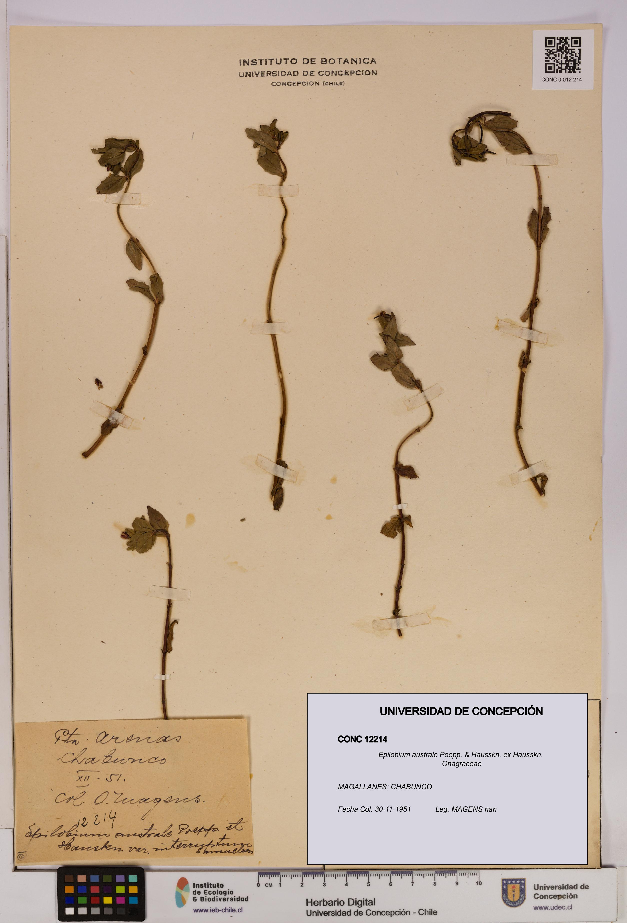 Epilobium australe [Espécimen: UDEC:CONC:0012214]