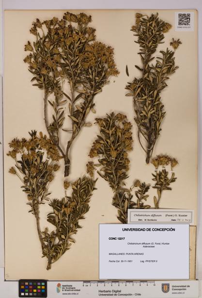 Chiliotrichum diffusum [Espécimen: UDEC:CONC:0012217]