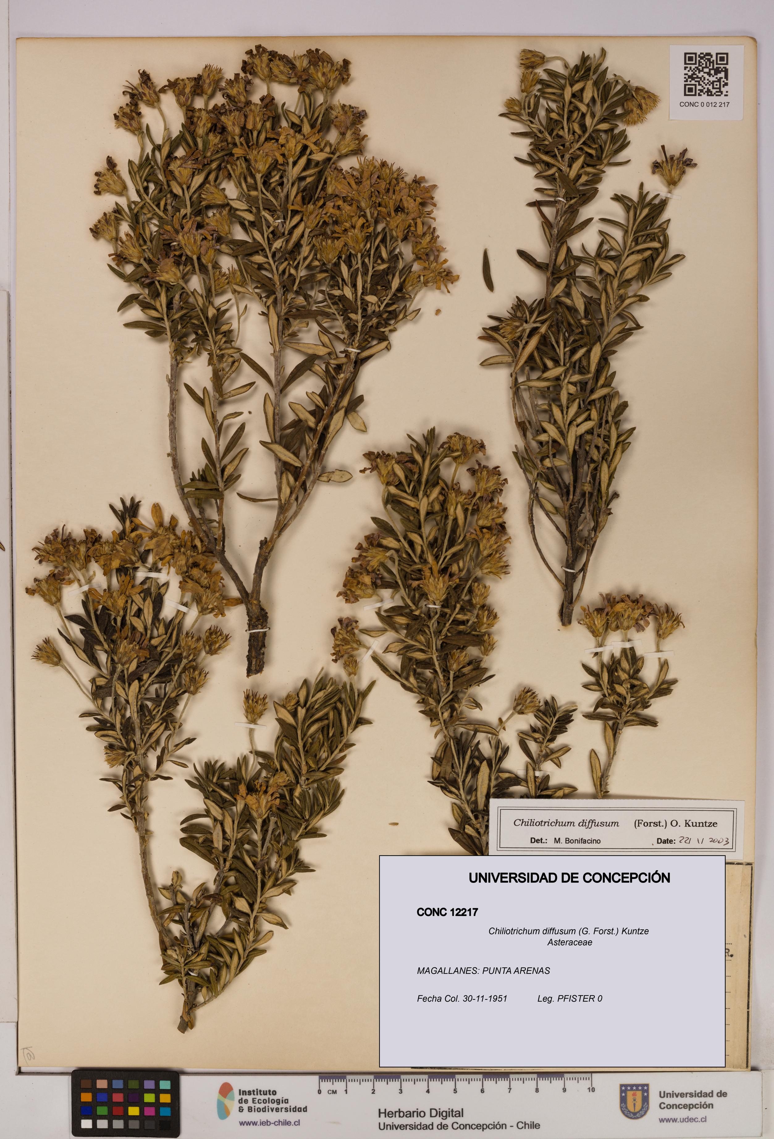 Chiliotrichum diffusum [Espécimen: UDEC:CONC:0012217]