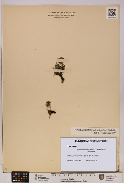 Hypochaeris incana [Espécimen: UDEC:CONC:0012222]