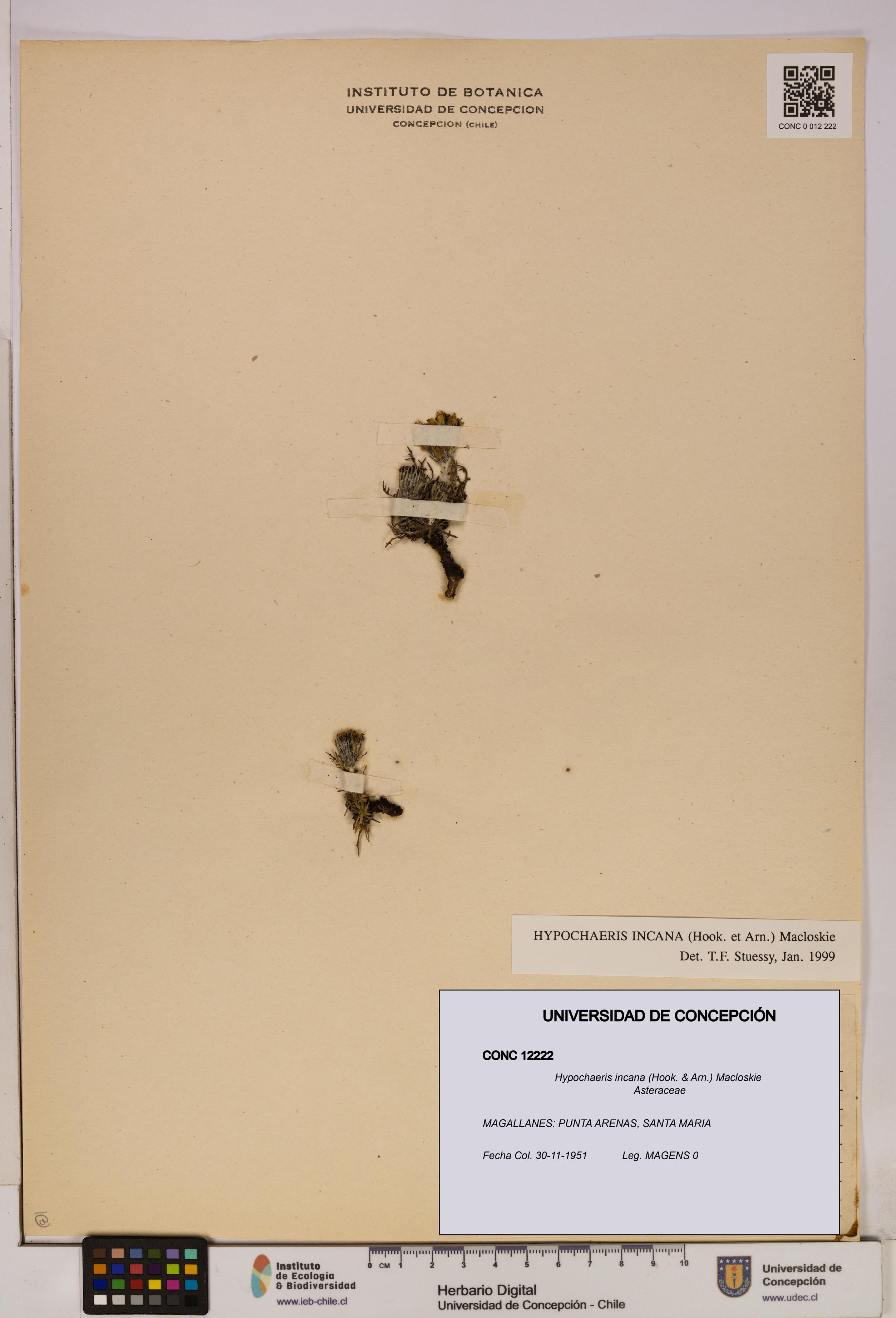 Hypochaeris incana [Espécimen: UDEC:CONC:0012222]