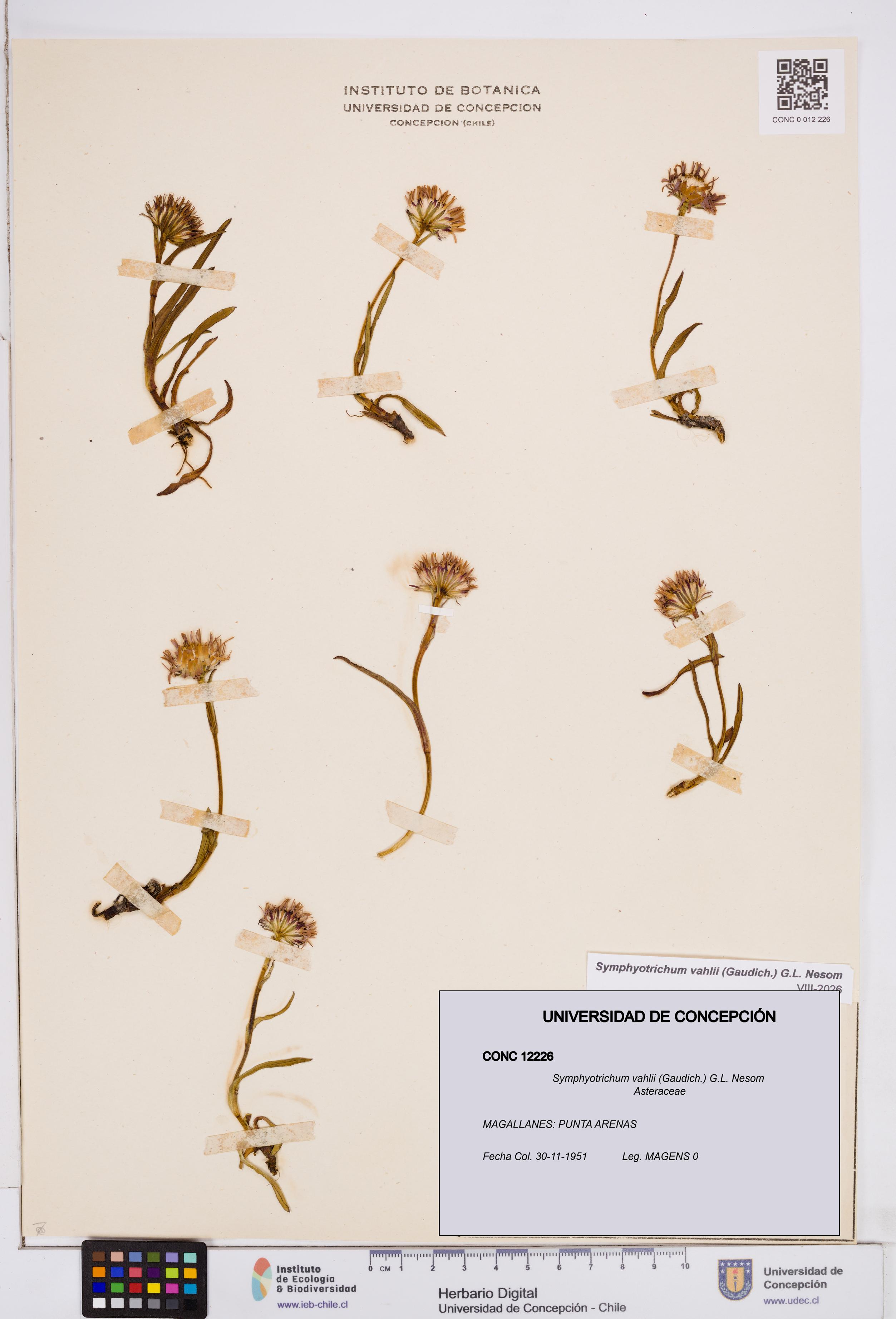 Symphyotrichum vahlii [Espécimen: ]