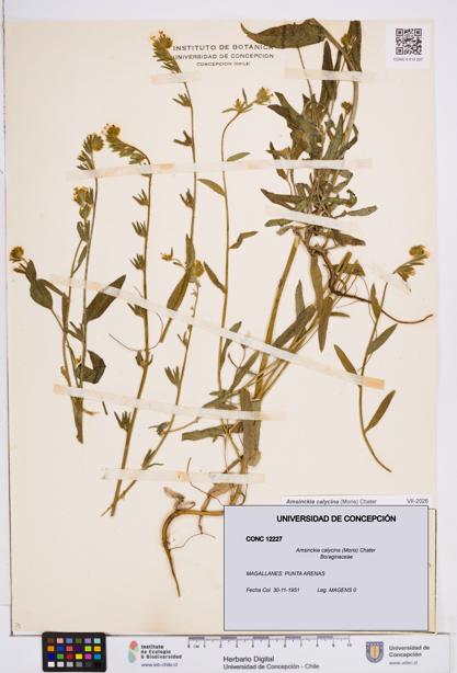 Amsinckia calycina [Espécimen: ]