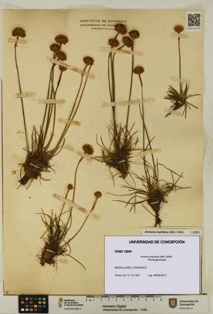 Armeria maritima [Espécimen: UDEC:CONC:0012234]