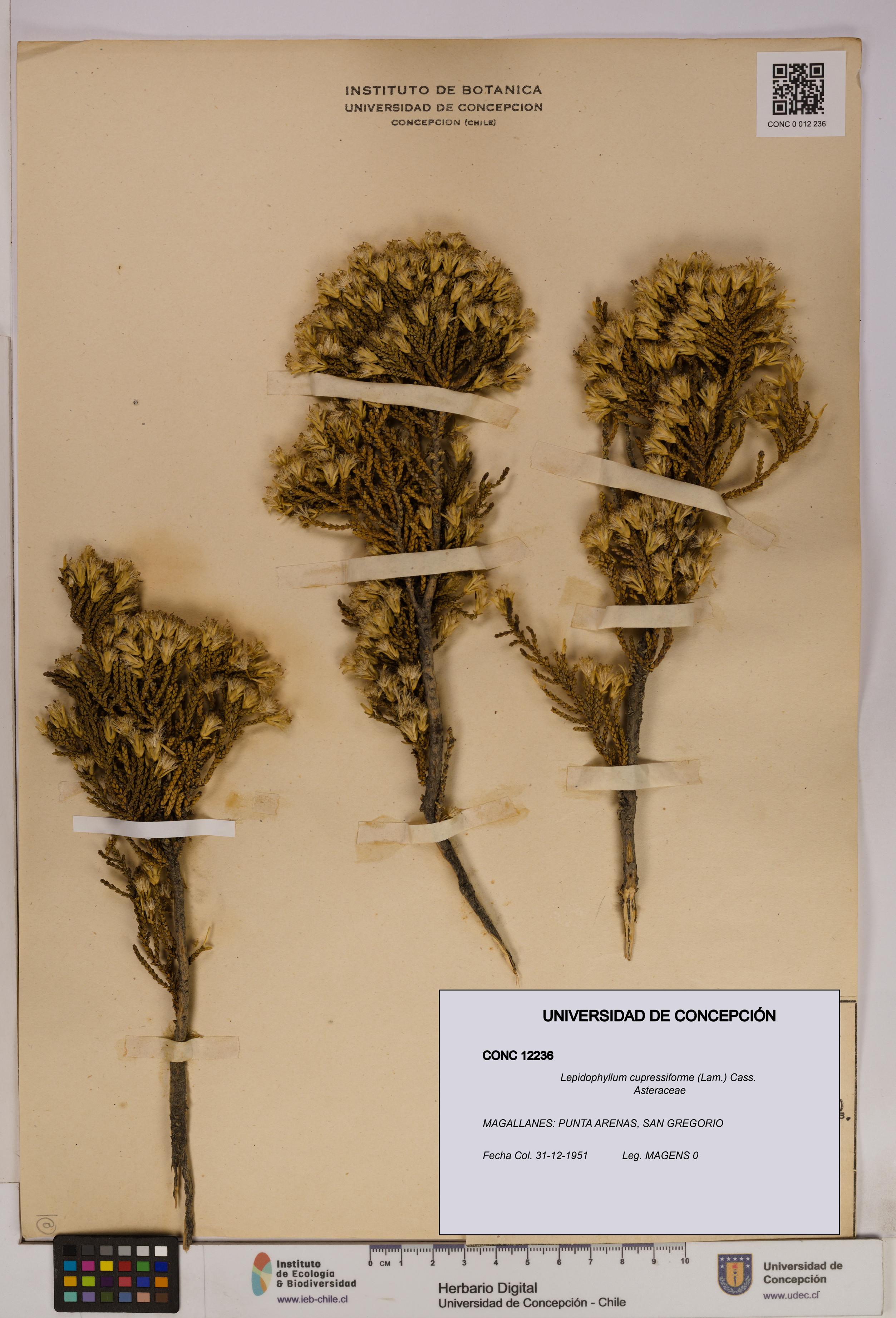 Lepidophyllum cupressiforme [Espécimen: ]