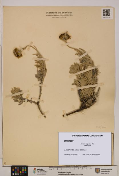 Senecio argyreus [Espécimen: UDEC:CONC:0012237]