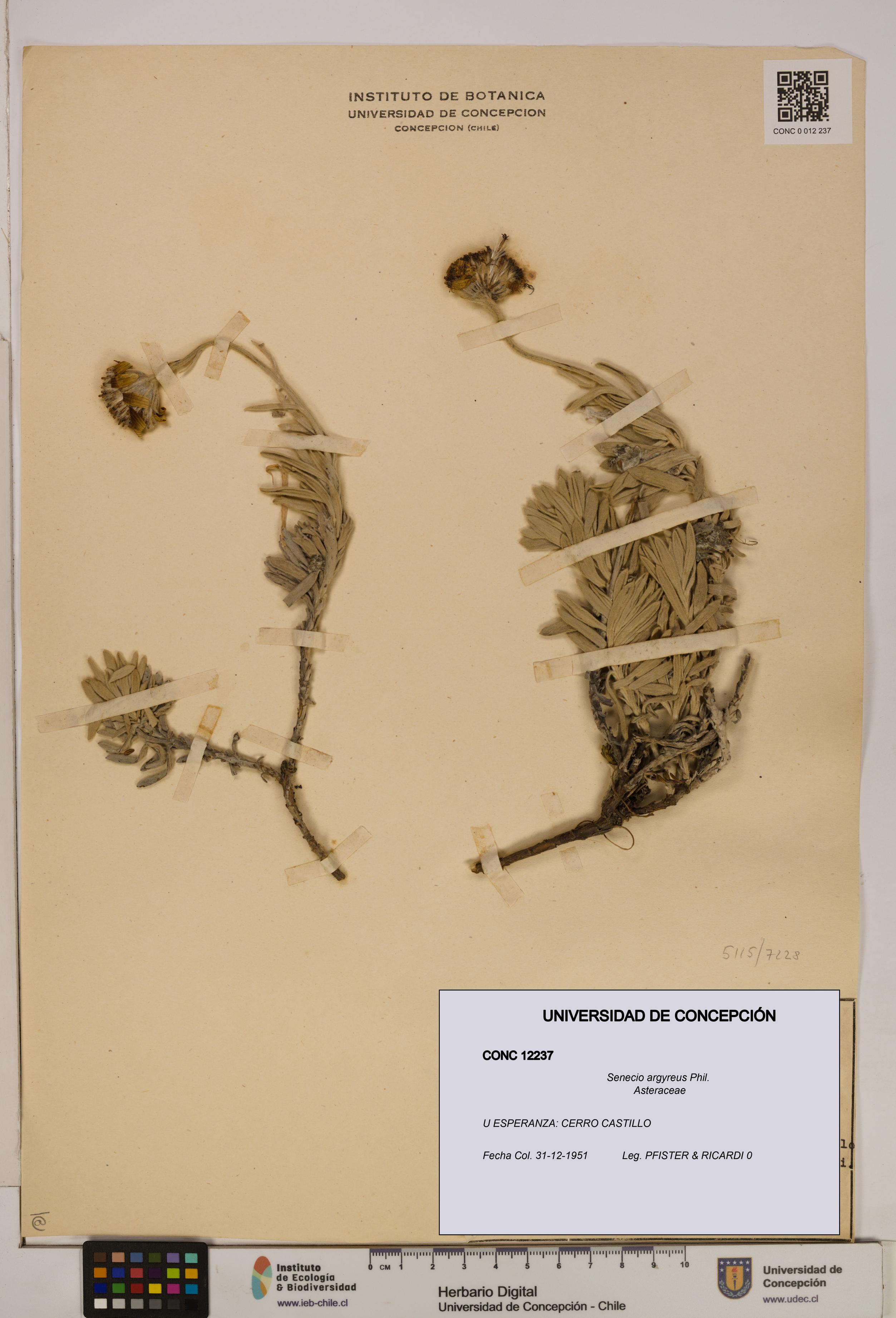 Senecio argyreus [Espécimen: UDEC:CONC:0012237]