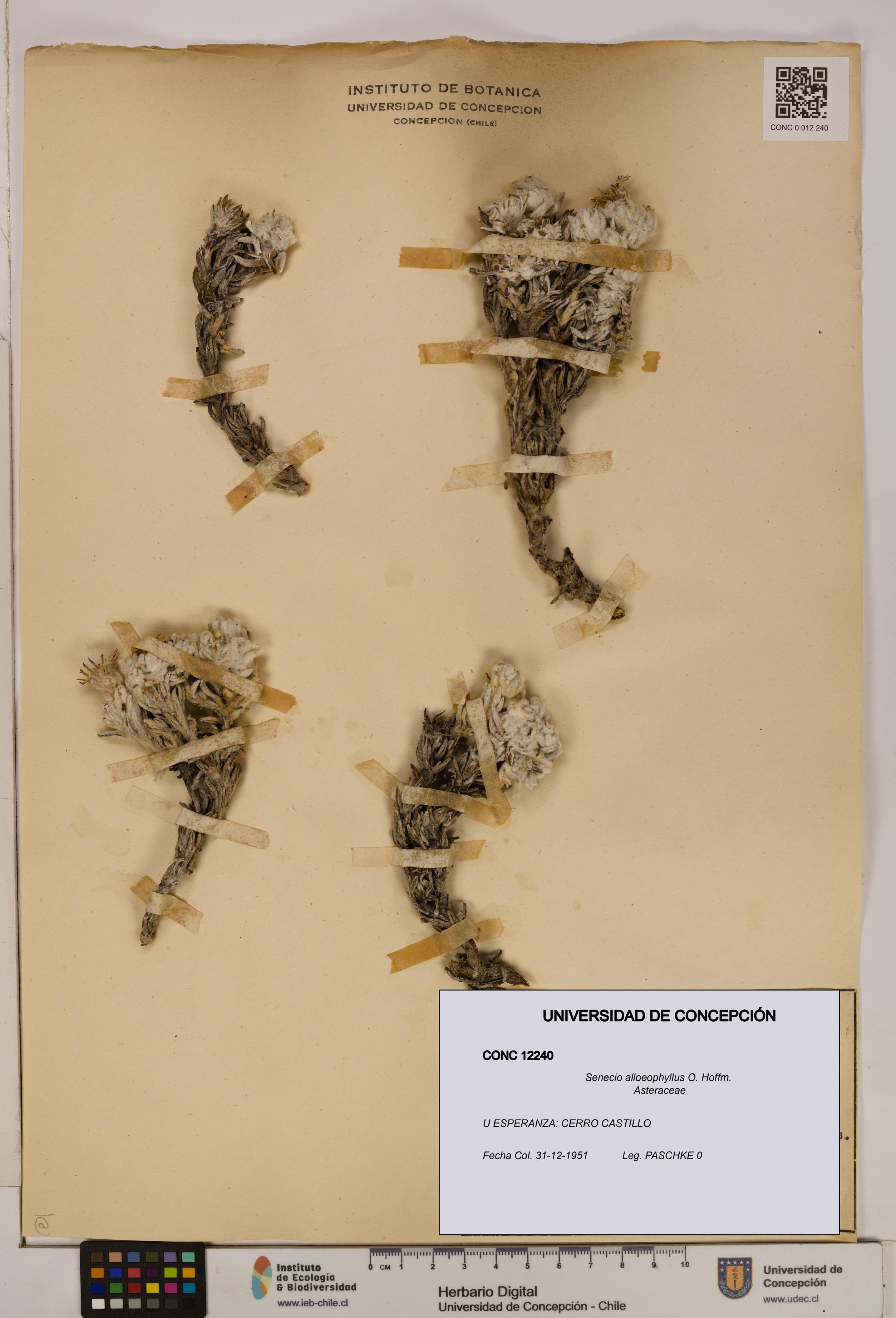 Senecio alloeophyllus [Espécimen: UDEC:CONC:0012240]