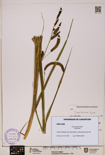 Carex darwinii [Espécimen: ]