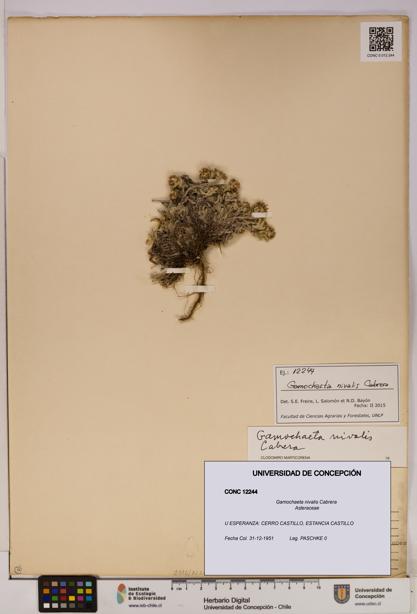 Gamochaeta nivalis [Espécimen: UDEC:CONC:0012244]